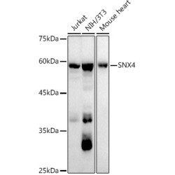SNX4 Rabbit mAb