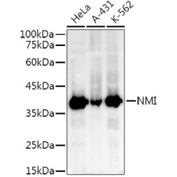 NMI Rabbit mAb