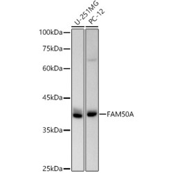 FAM50A Rabbit mAb