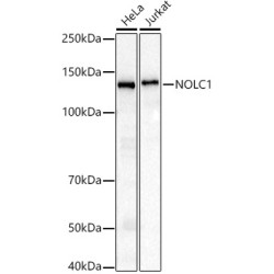 NOLC1 Rabbit mAb