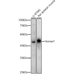 Homer1 Rabbit mAb