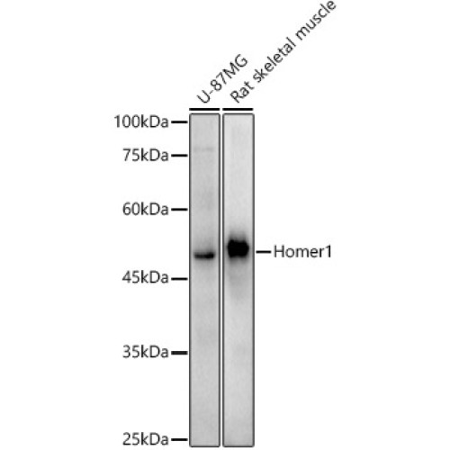 Homer1 Rabbit mAb