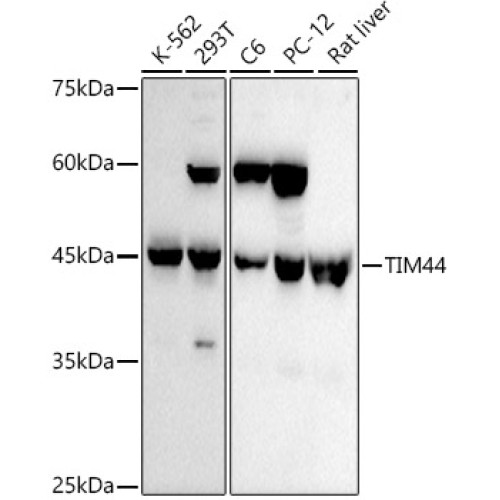TIM44 Rabbit mAb