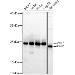 PMF1 Rabbit mAb