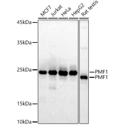 PMF1 Rabbit mAb