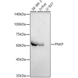 PNKP Rabbit mAb