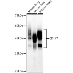 CD147 Rabbit mAb
