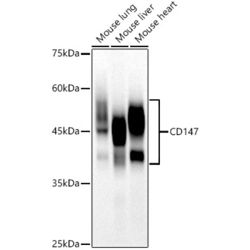 CD147 Rabbit mAb