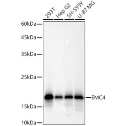 EMC4 Rabbit mAb