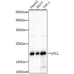 UFC1 Rabbit mAb