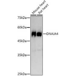 DNAJA4 Rabbit mAb