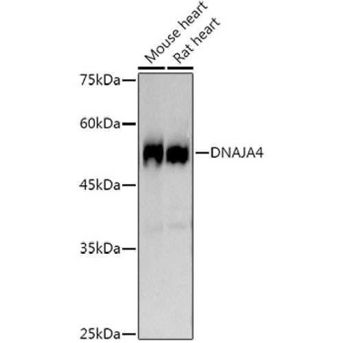 DNAJA4 Rabbit mAb