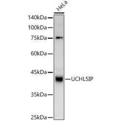 UCHL5IP Rabbit mAb