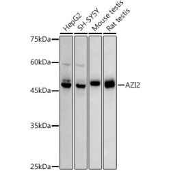 AZI2 Rabbit mAb