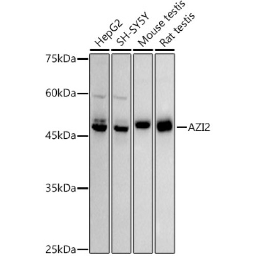 AZI2 Rabbit mAb