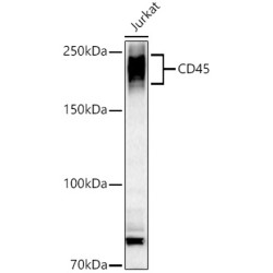 CD45 Rabbit pAb