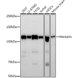 Meckelin Rabbit mAb