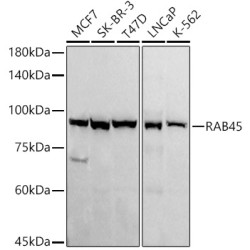 RAB45 Rabbit mAb