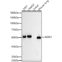 AER61 Rabbit mAb