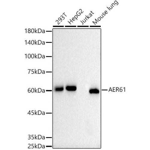 AER61 Rabbit mAb