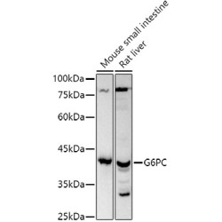 G6PC Rabbit pAb