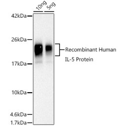 Human IL-5 Rabbit pAb