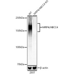 [KD Validated] MRP4/ABCC4 Rabbit mAb