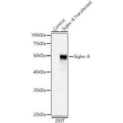 Siglec-8 Rabbit mAb