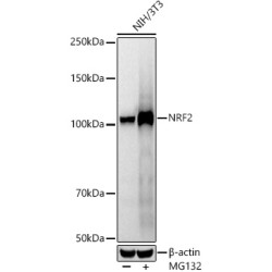 [KO Validated] NRF2 Rabbit mAb