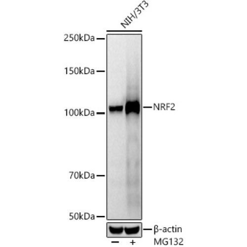 [KO Validated] NRF2 Rabbit mAb