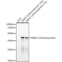 MERS-CoV Nucleoprotein Rabbit mAb