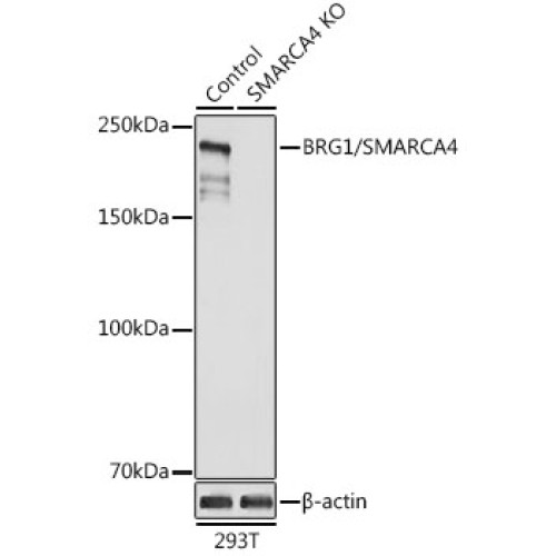 [KO Validated] BRG1/SMARCA4 Rabbit pAb