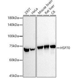 HSP70 Rabbit mAb