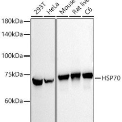HSP70 Rabbit mAb