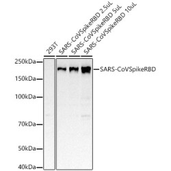 SARS-CoV Spike RBD Rabbit mAb