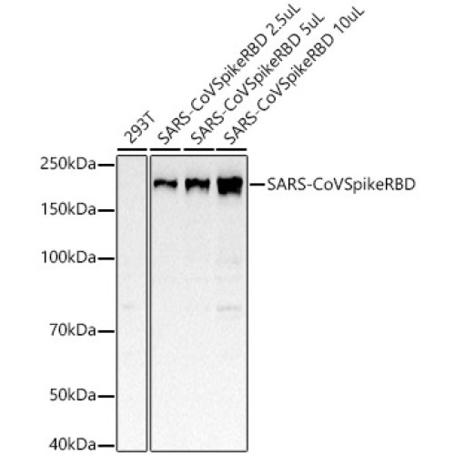 SARS-CoV Spike RBD Rabbit mAb