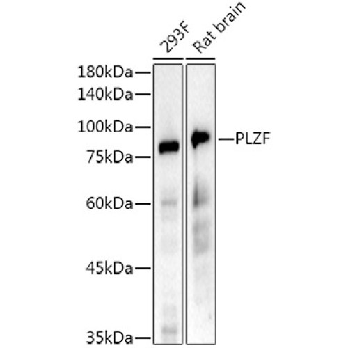 PLZF Rabbit mAb
