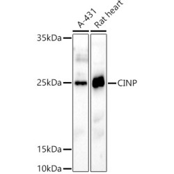 CINP Rabbit pAb