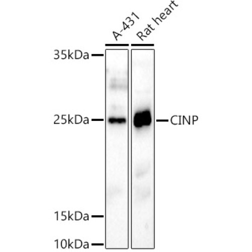 CINP Rabbit pAb