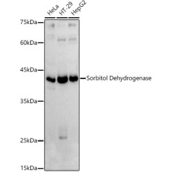 Sorbitol Dehydrogenase Rabbit pAb