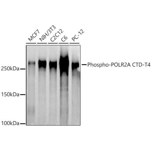 Phospho-POLR2A CTD-T4 Rabbit pAb