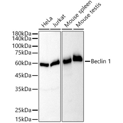 [KO Validated] Beclin 1 Rabbit mAb