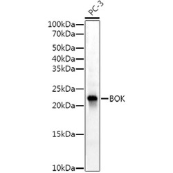BOK Rabbit mAb