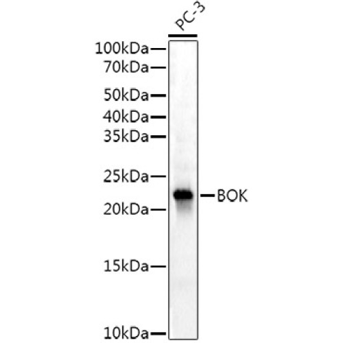BOK Rabbit mAb