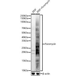 Puromycin Rabbit pAb