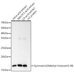 Symmetric DiMethyl-Histone H3-R8 Rabbit mAb