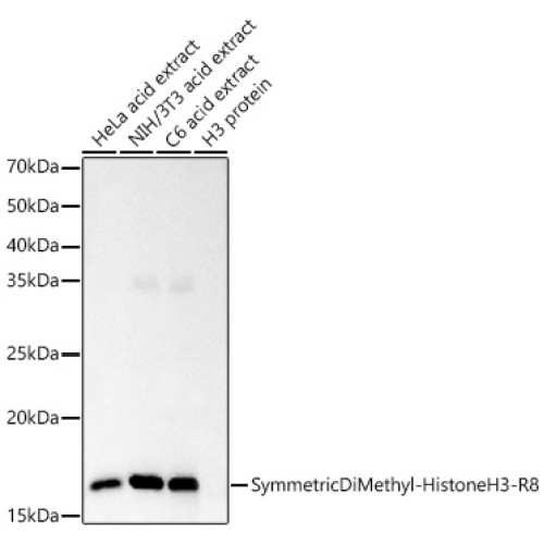 Symmetric DiMethyl-Histone H3-R8 Rabbit mAb