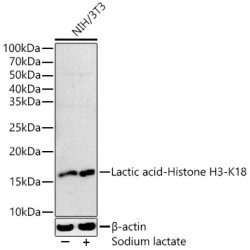 Lactic acid-Histone H3-K18 Rabbit mAb