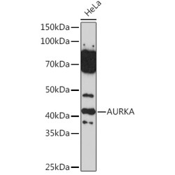 AURKA Rabbit pAb