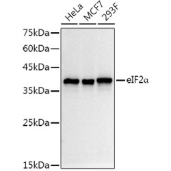 eIF2α Rabbit mAb